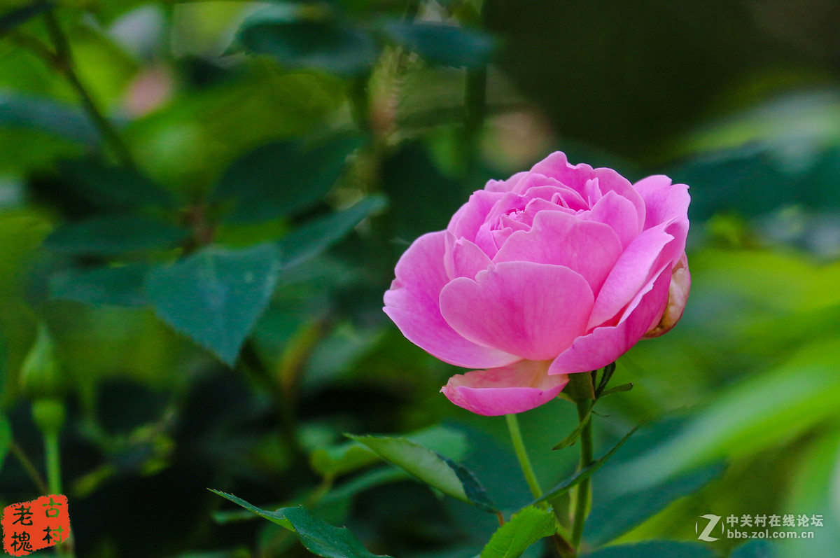 efs55-250stm拍的－组花儿