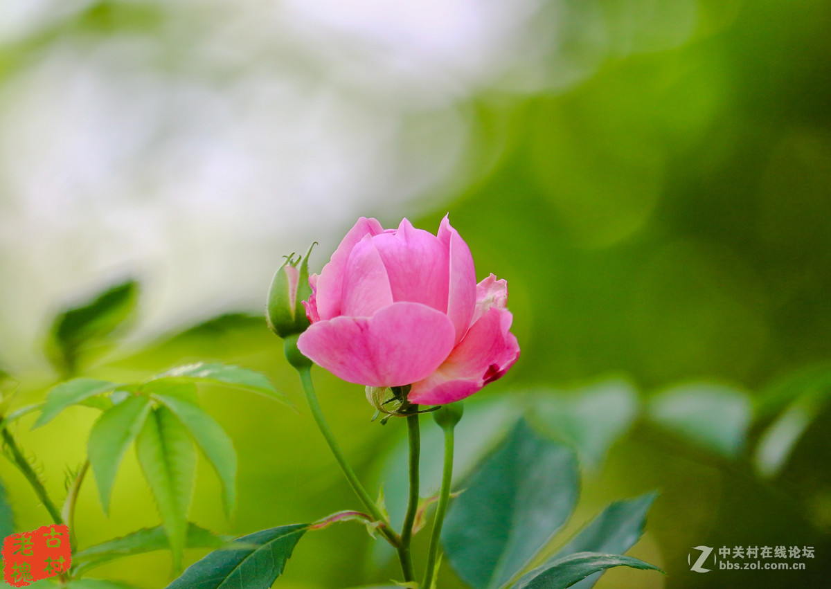 efs55-250stm拍的－组花儿