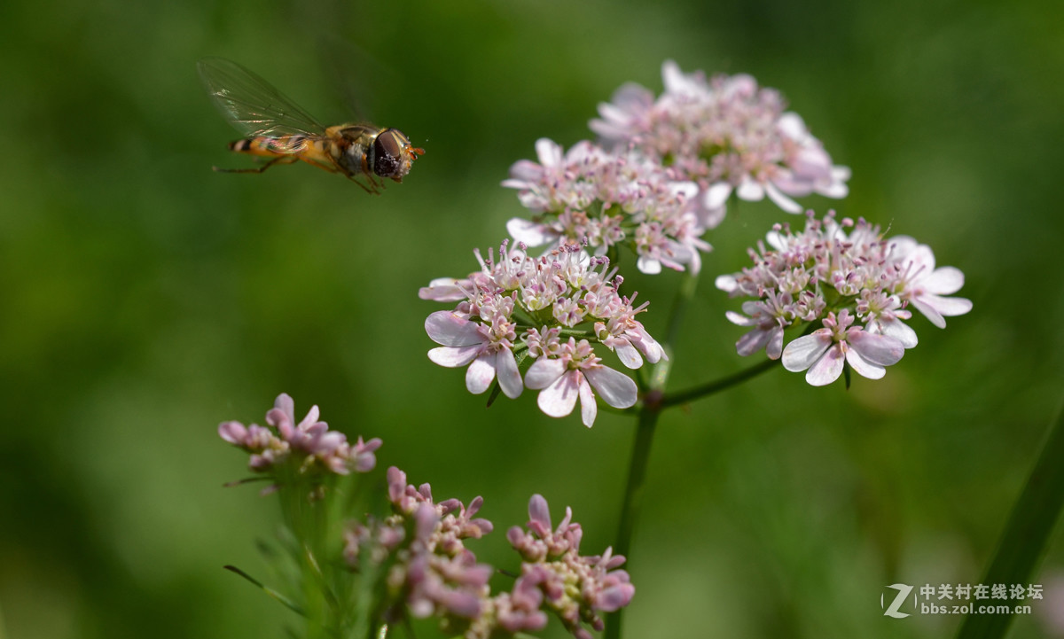 国产老蛙全手动镜头的表现