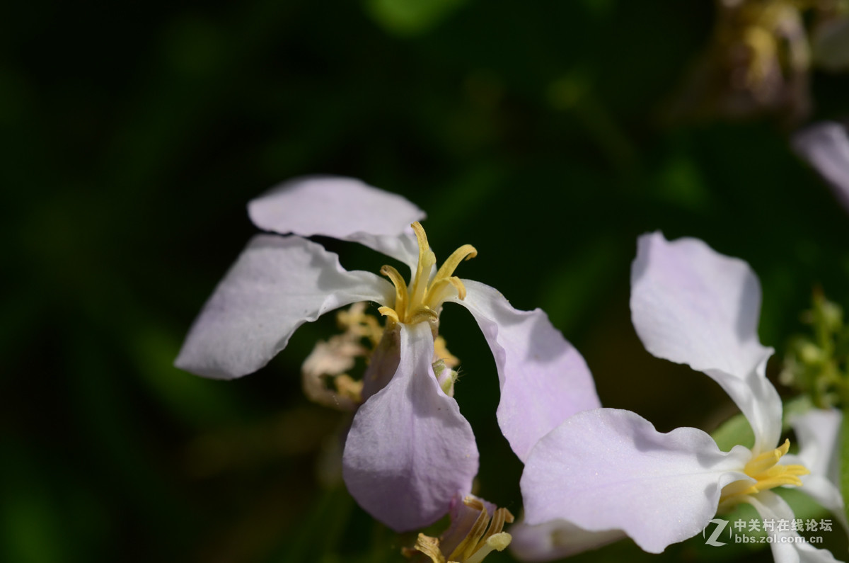 国产老蛙全手动镜头的表现