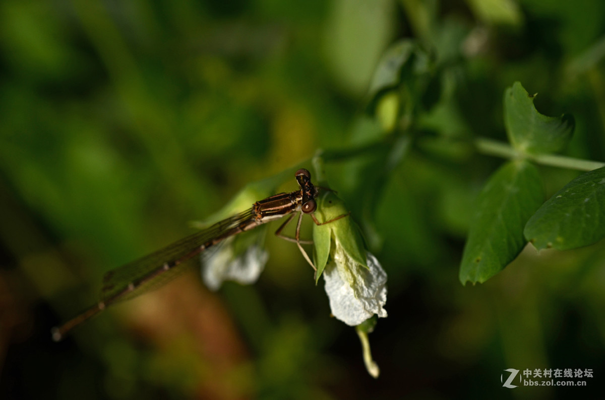 国产老蛙全手动镜头的表现