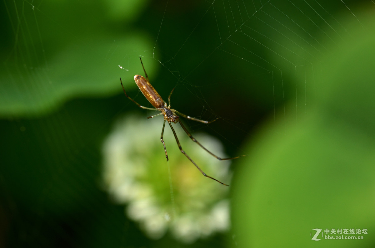 国产老蛙全手动镜头的表现