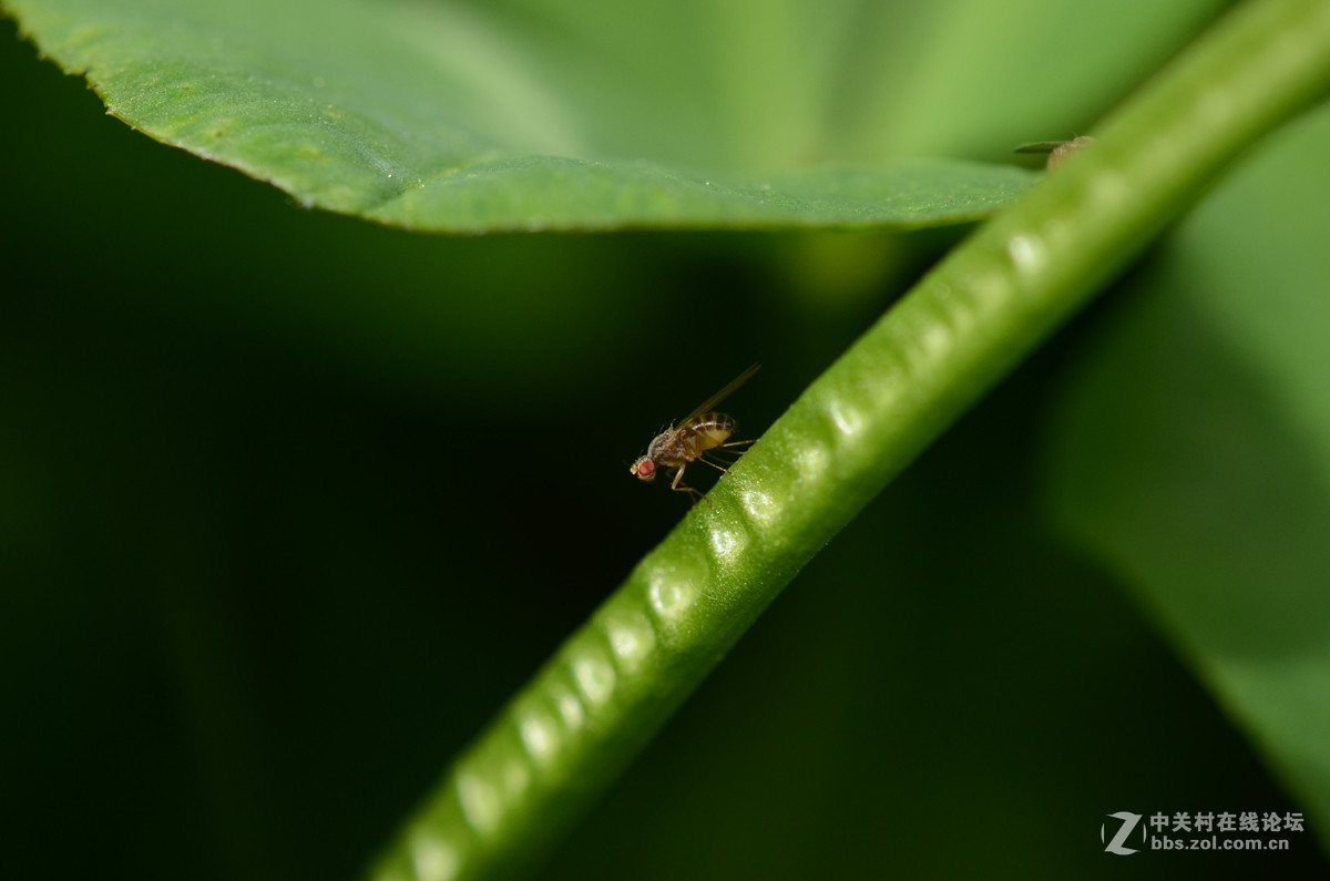 国产老蛙全手动镜头的表现