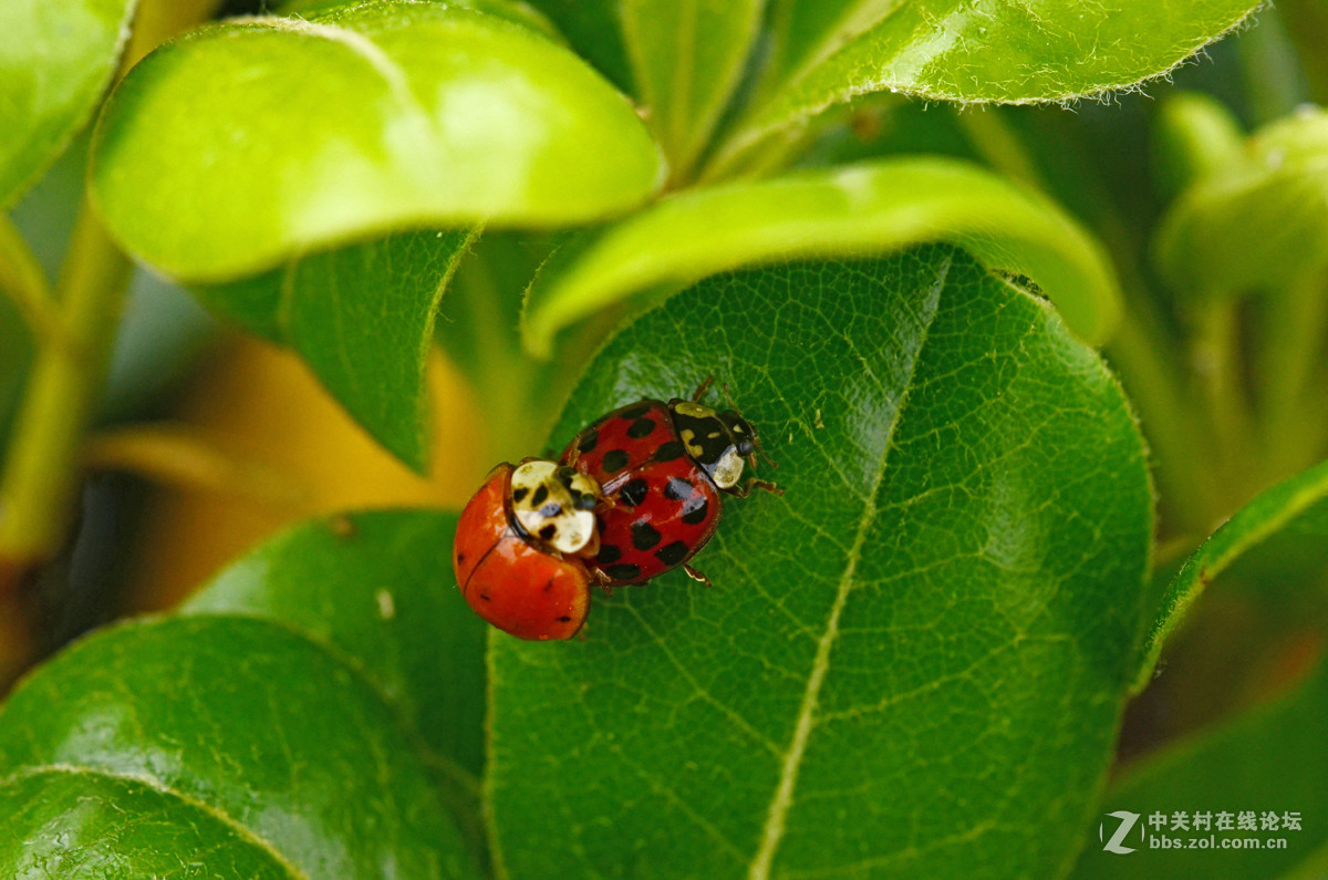 国产老蛙全手动镜头的表现