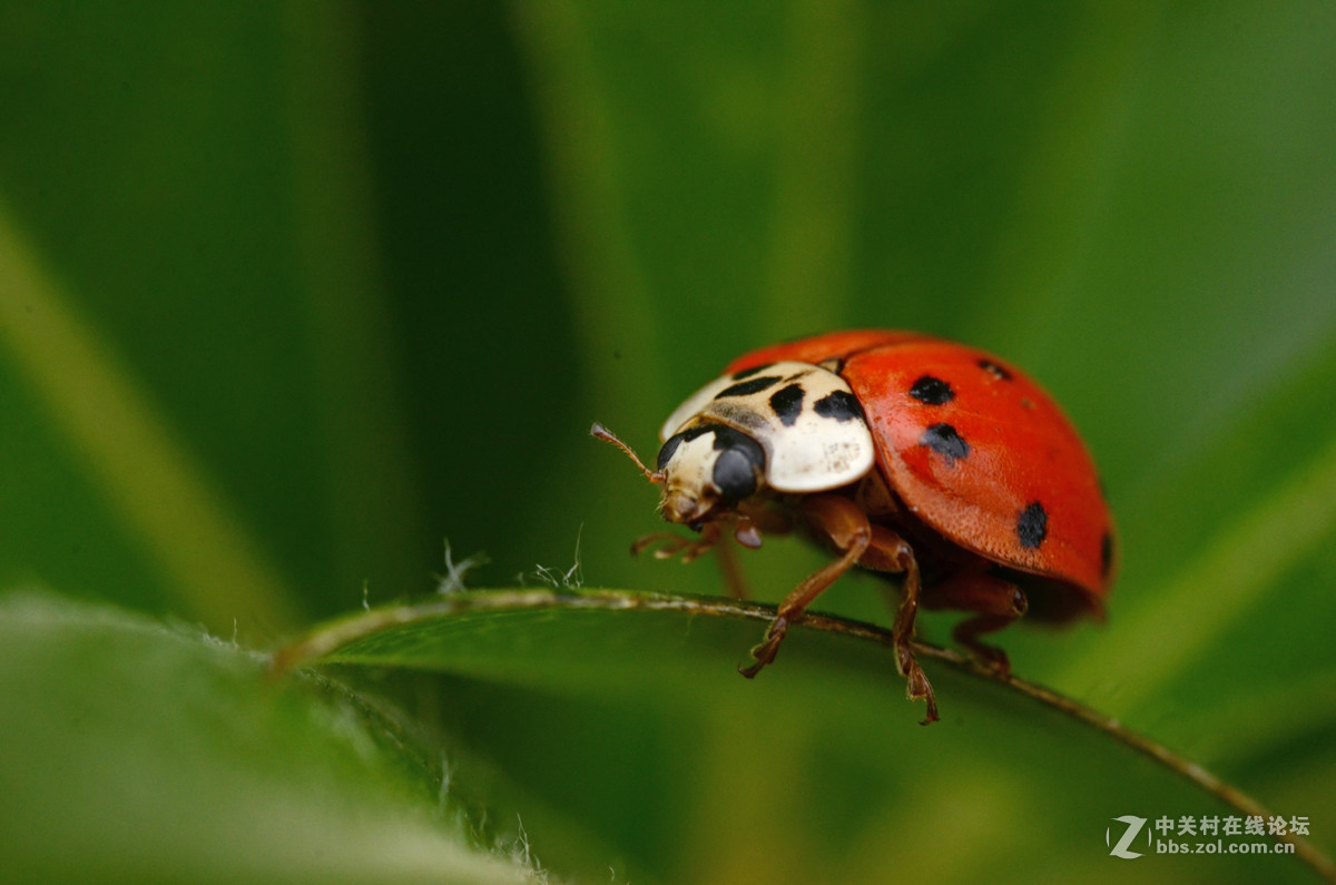 国产老蛙全手动镜头的表现