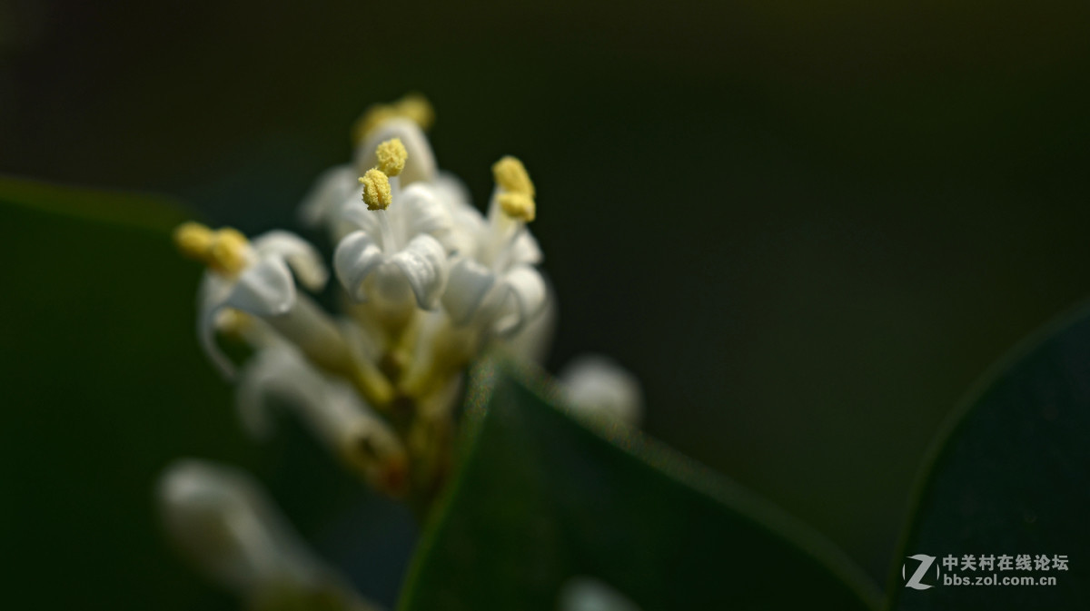 国产老蛙全手动镜头的表现