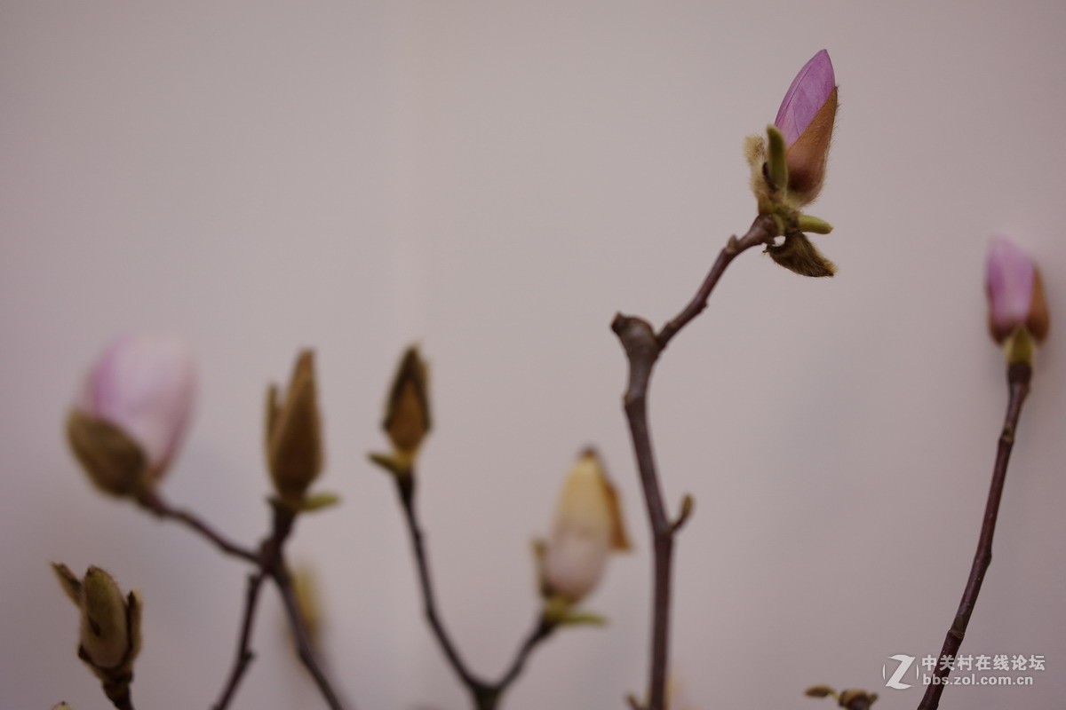 适马56mm f/1.4激活Nex7老旗舰新实力