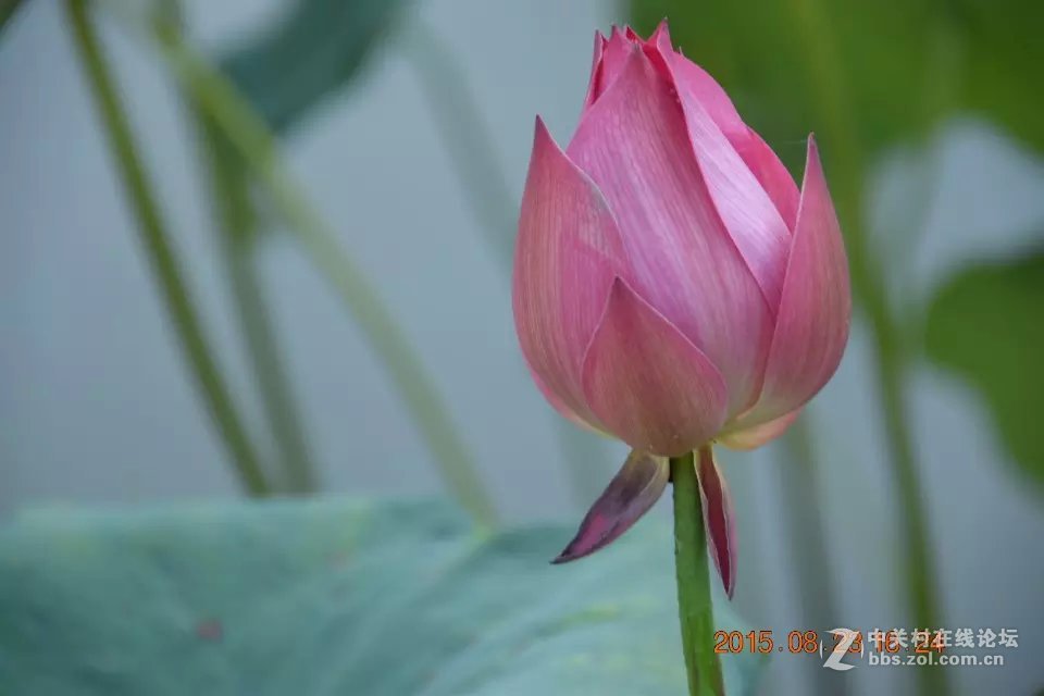 初试18-200，感觉背景虚化不会玩，请大神斧正
