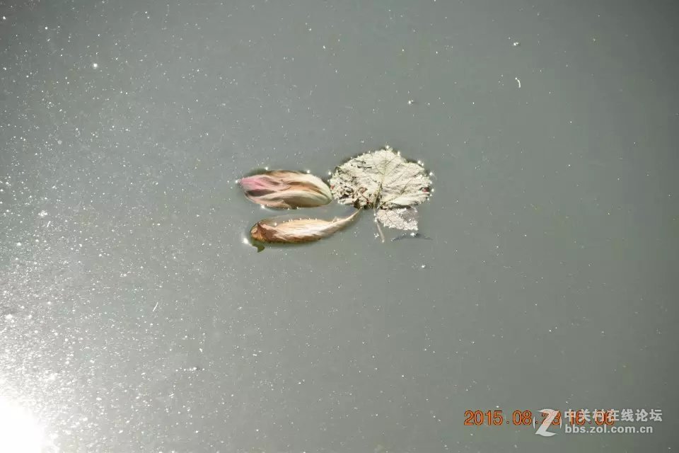 初试18-200，感觉背景虚化不会玩，请大神斧正