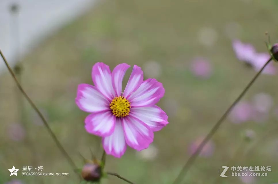 秋末格桑花