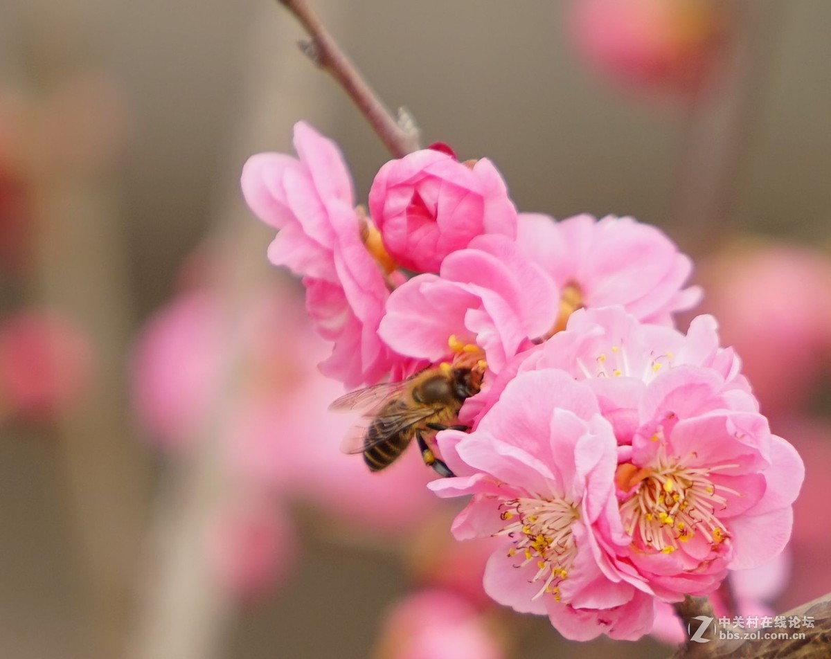 2016年2月10日西安植物园拍的几张梅花