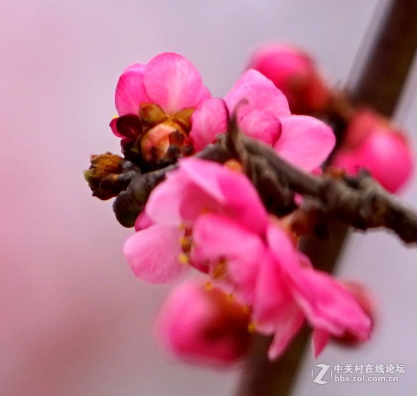 2016年2月10日西安植物园拍的几张梅花