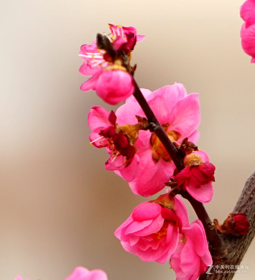 2016年2月10日西安植物园拍的几张梅花
