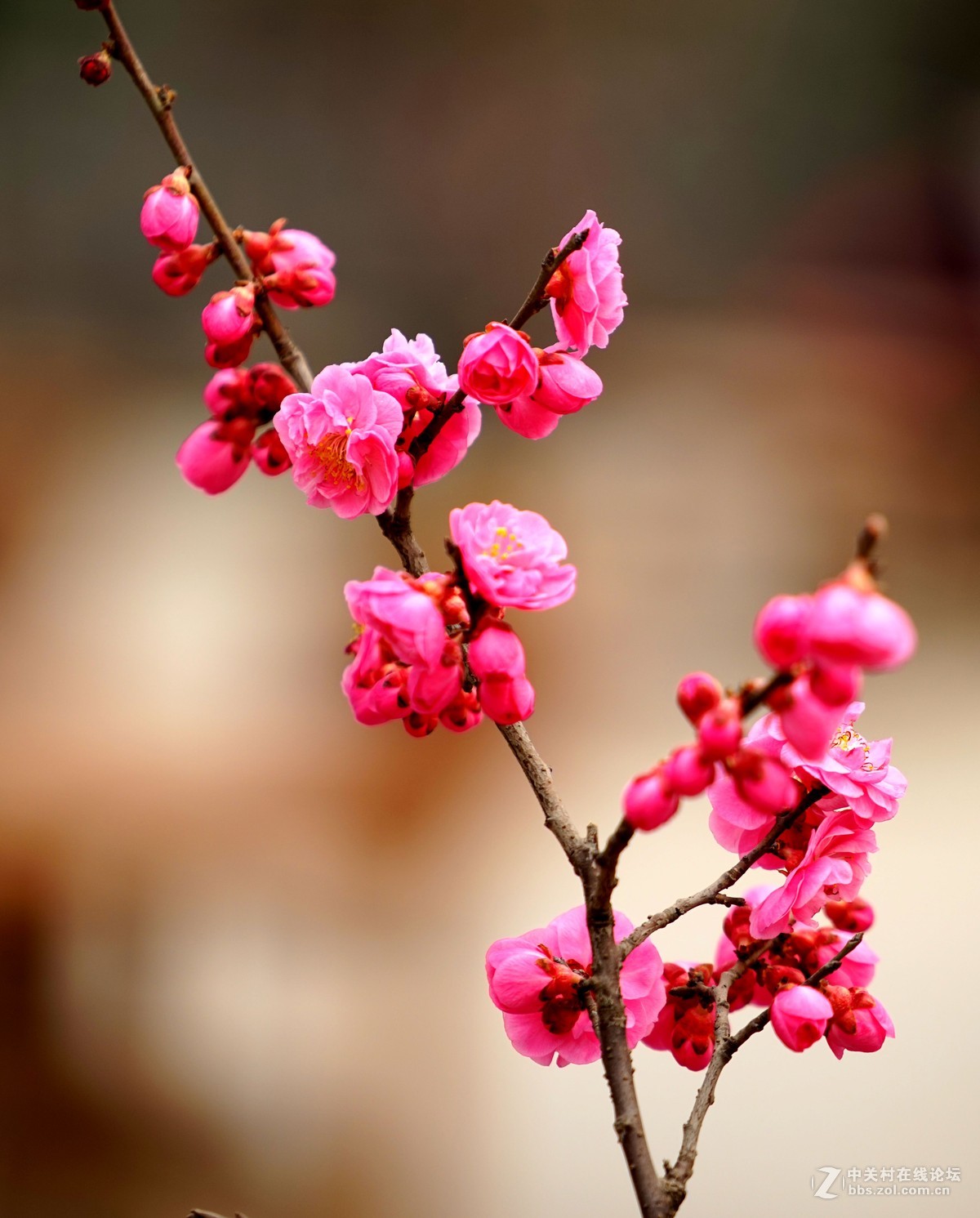 2016年2月10日西安植物园拍的几张梅花