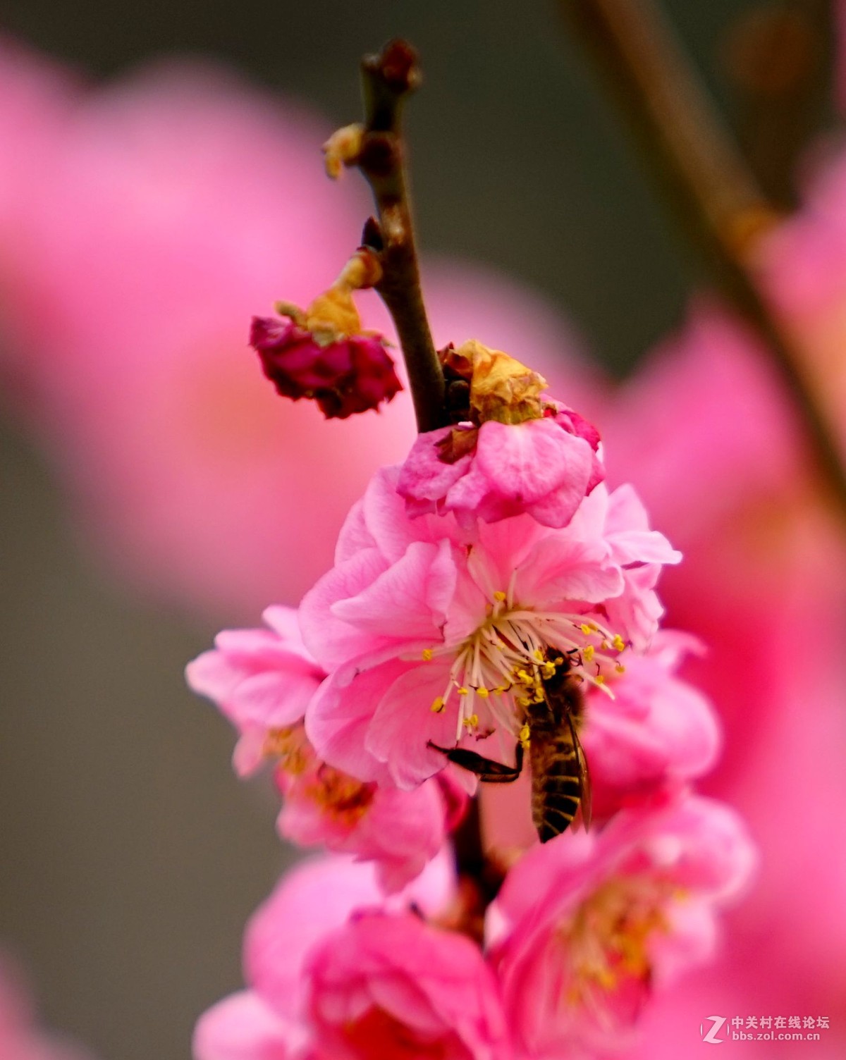 2016年2月10日西安植物园拍的几张梅花