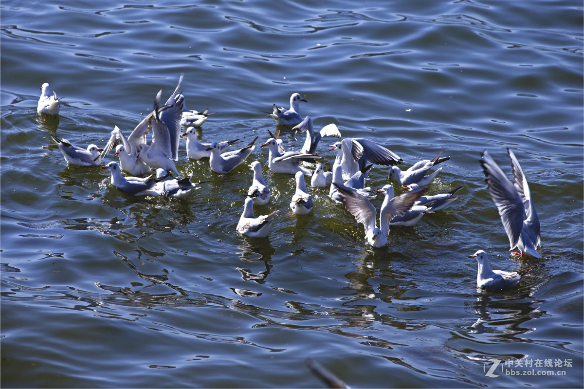 一组＜人与鸥　自然和谐＞贺晚之秋好友荣任佳能5Ds R版主！