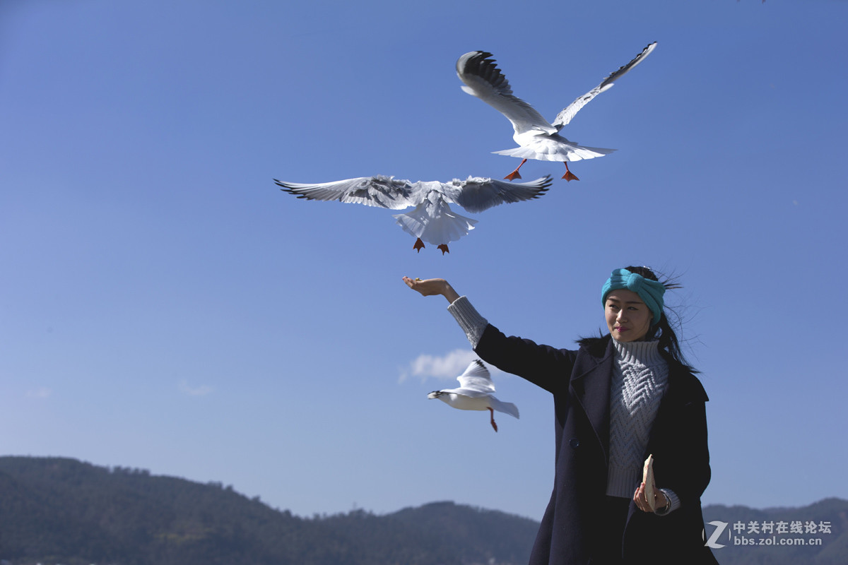 一组＜人与鸥　自然和谐＞贺晚之秋好友荣任佳能5Ds R版主！
