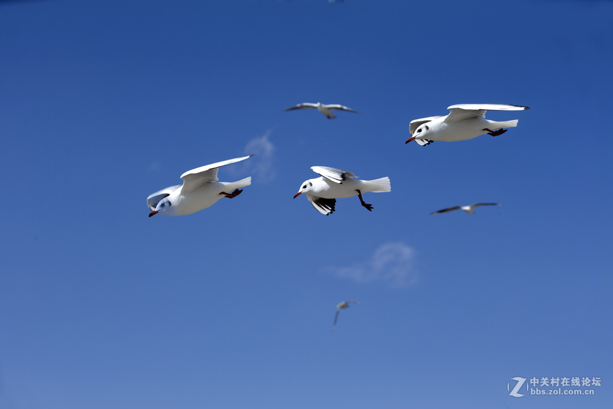 一组＜人与鸥　自然和谐＞贺晚之秋好友荣任佳能5Ds R版主！