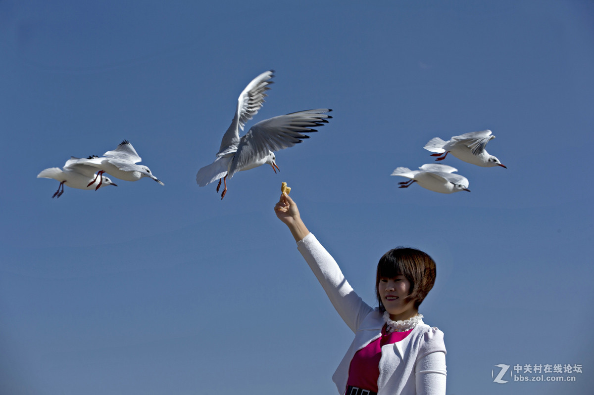 一组＜人与鸥　自然和谐＞贺晚之秋好友荣任佳能5Ds R版主！