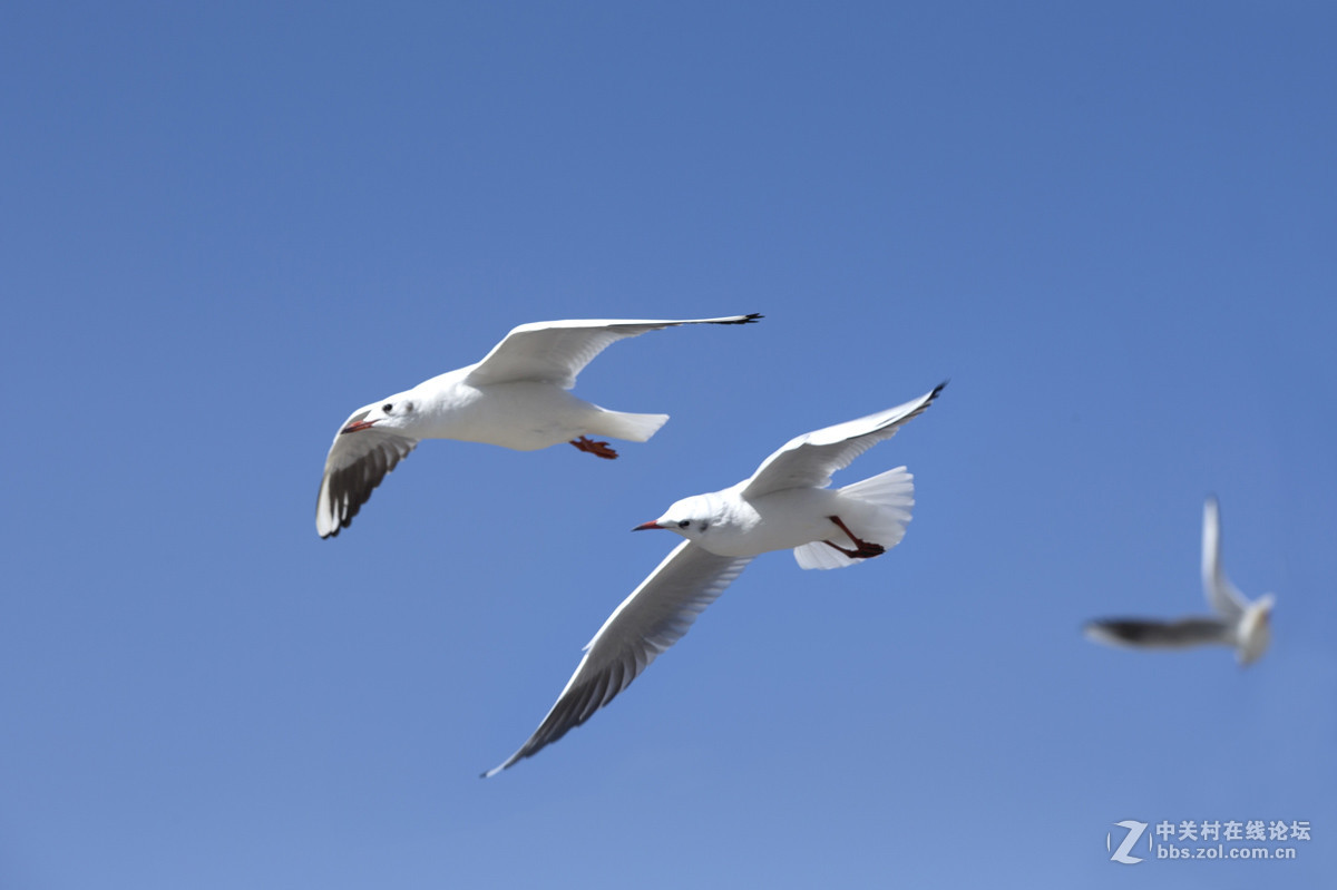 一组＜人与鸥　自然和谐＞贺晚之秋好友荣任佳能5Ds R版主！