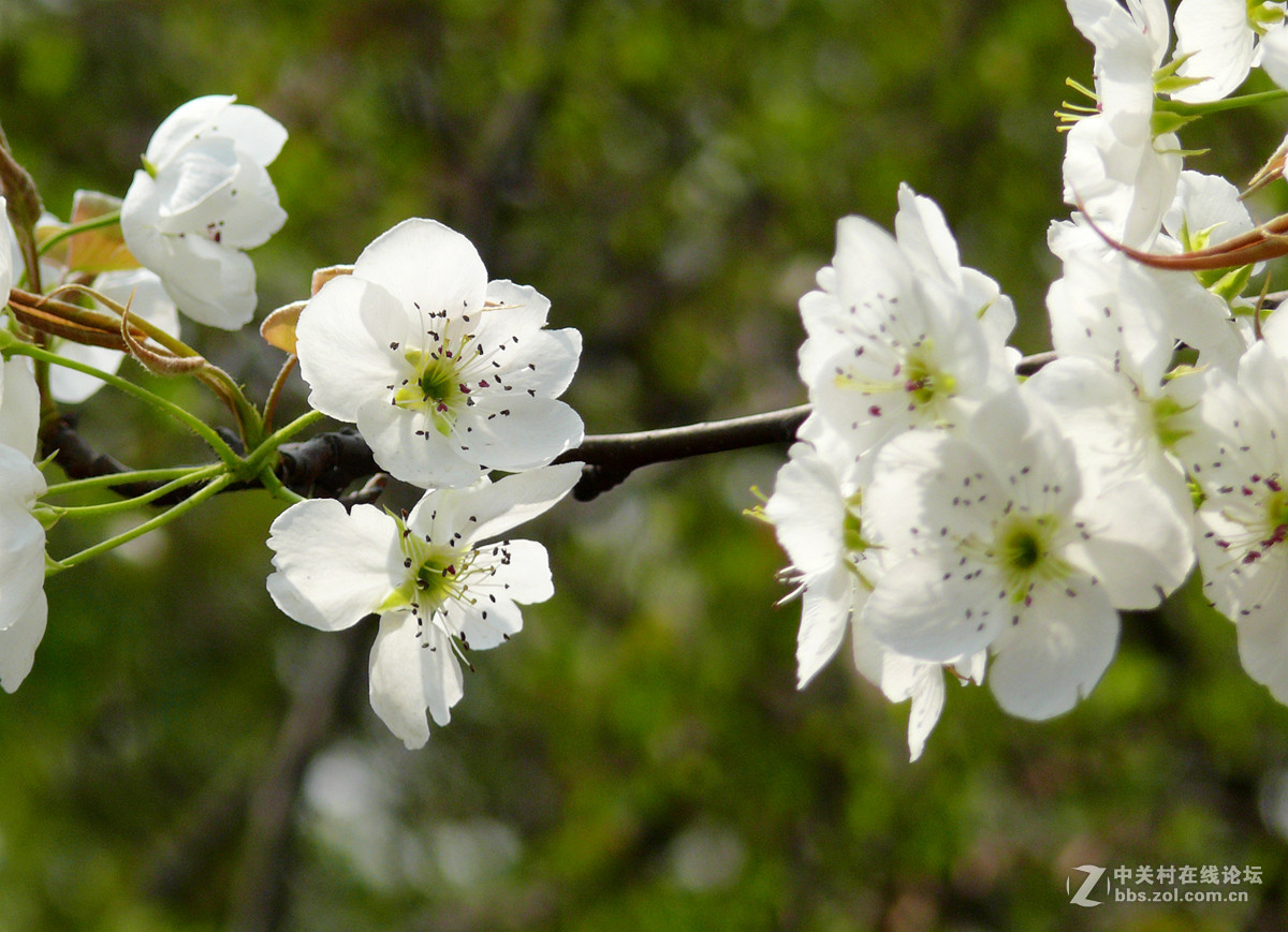 梨花盛开     4