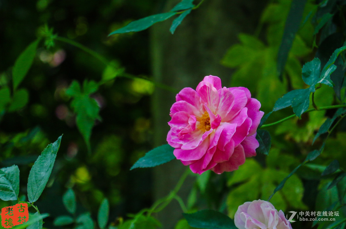 efs55-250stm拍的－组花儿