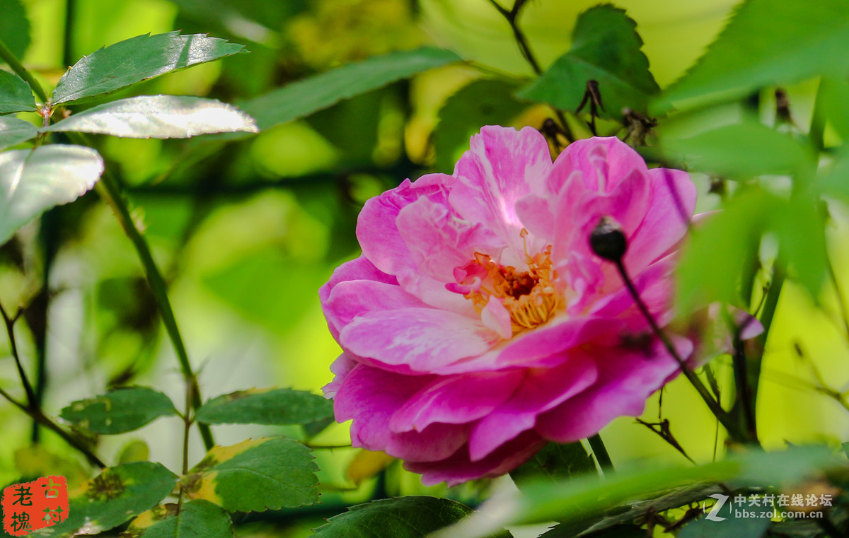 efs55-250stm拍的－组花儿