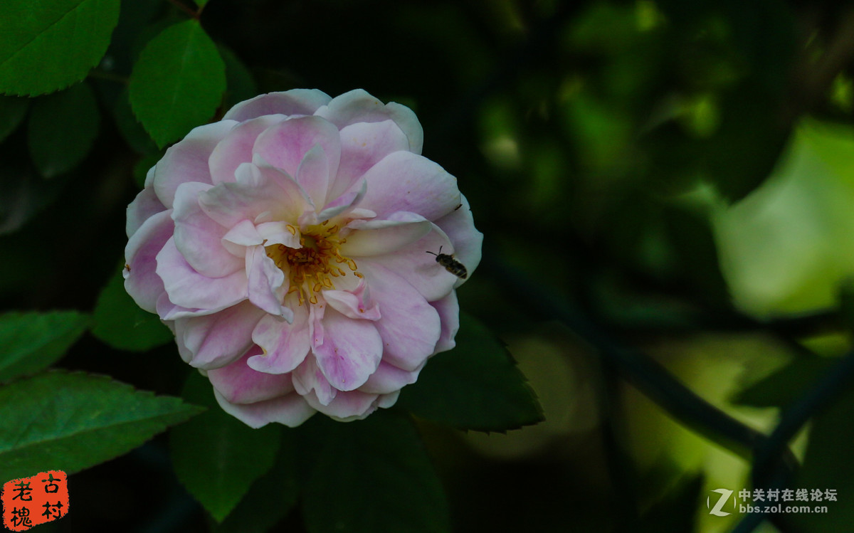 efs55-250stm拍的－组花儿