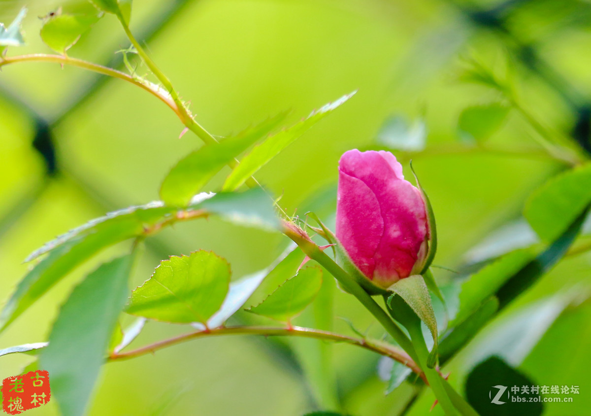 efs55-250stm拍的－组花儿