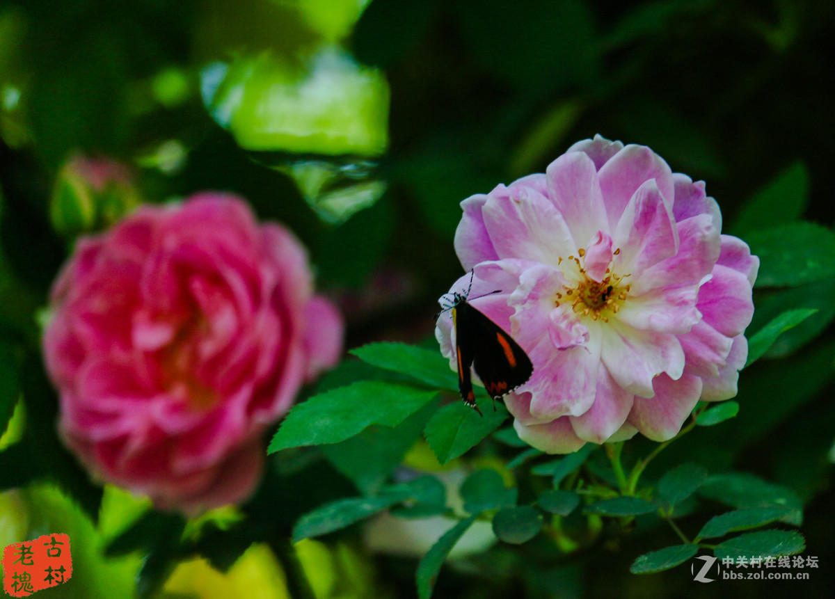 efs55-250stm拍的－组花儿