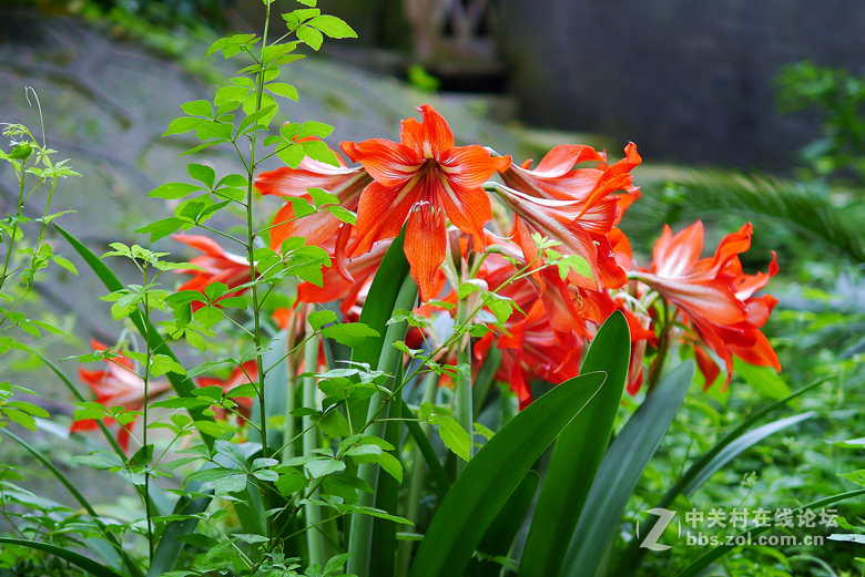 我买了个25mmf1.4的定焦头！昨天发试拍照片显示不了图像！今天重发！