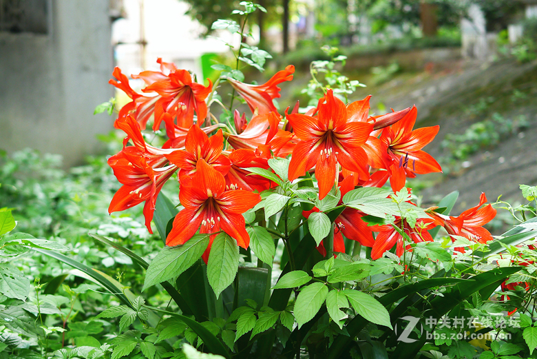 我买了个25mmf1.4的定焦头！昨天发试拍照片显示不了图像！今天重发！