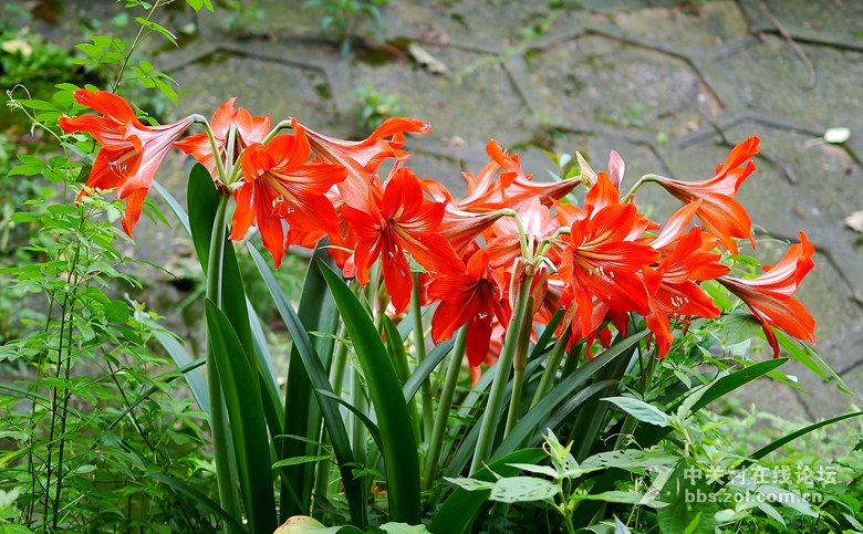 我买了个25mmf1.4的定焦头！昨天发试拍照片显示不了图像！今天重发！