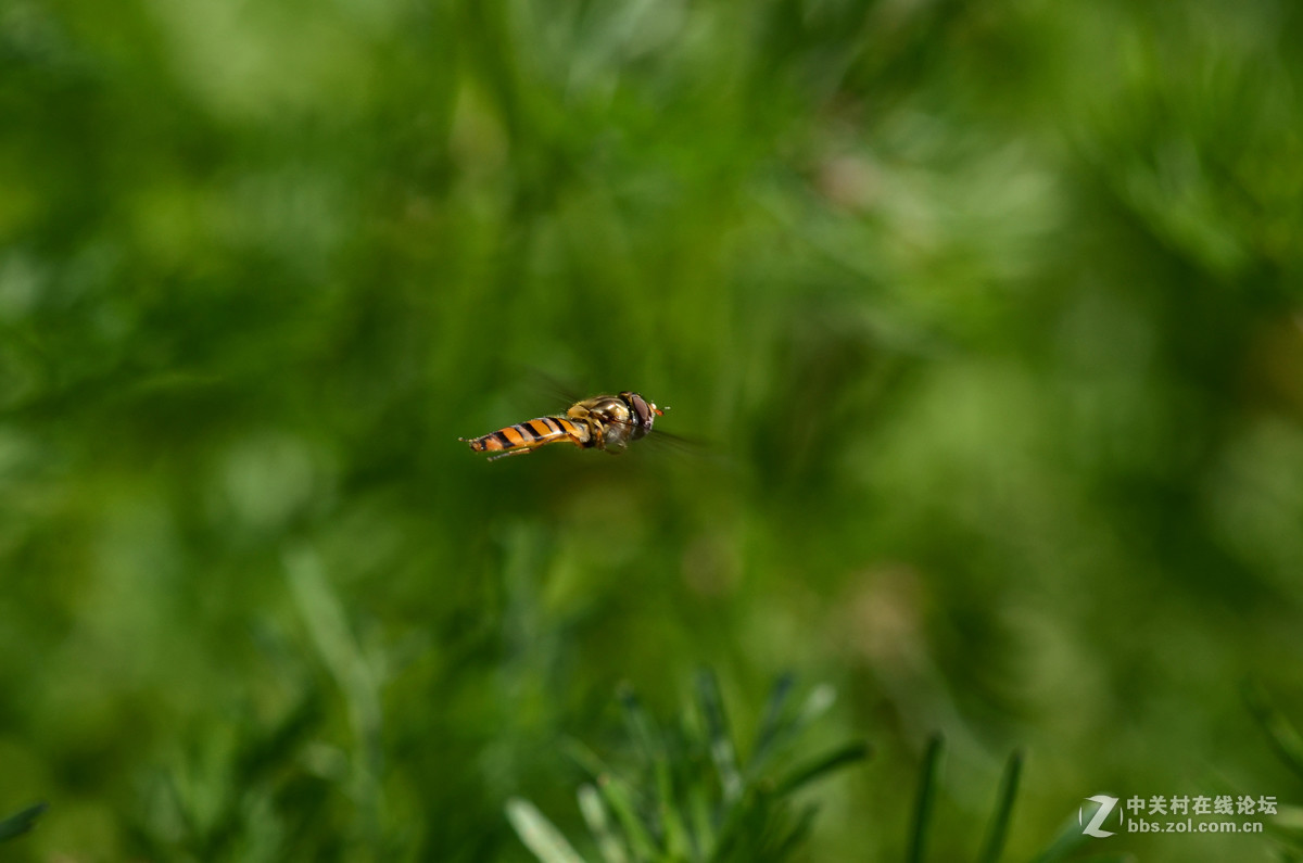 国产老蛙全手动镜头的表现