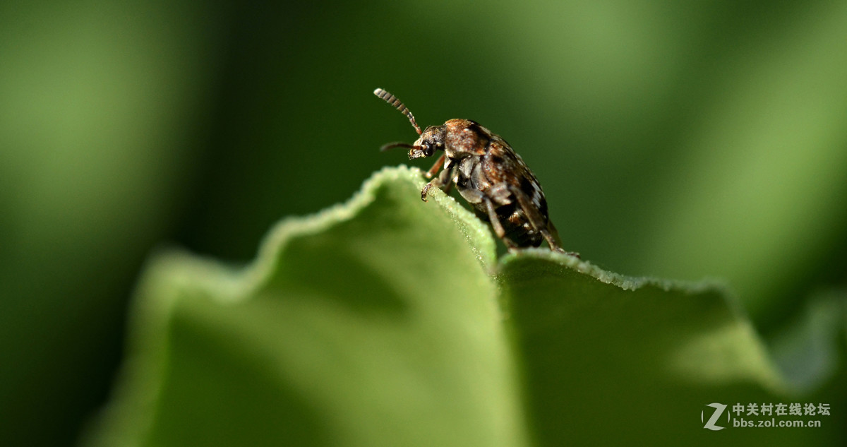 国产老蛙全手动镜头的表现