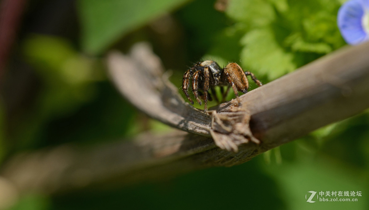 国产老蛙全手动镜头的表现