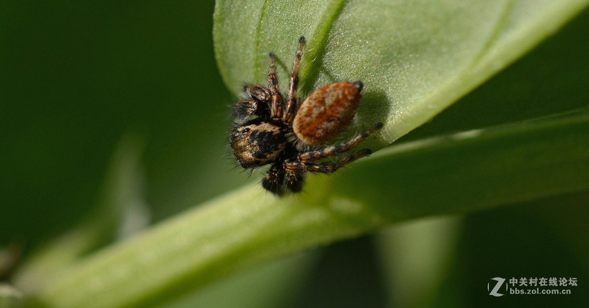 国产老蛙全手动镜头的表现