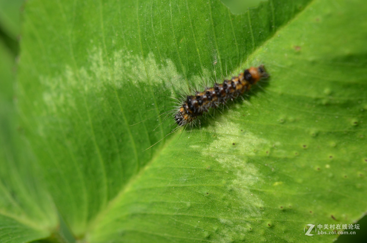 国产老蛙全手动镜头的表现