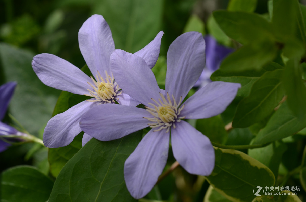 国产老蛙全手动镜头的表现