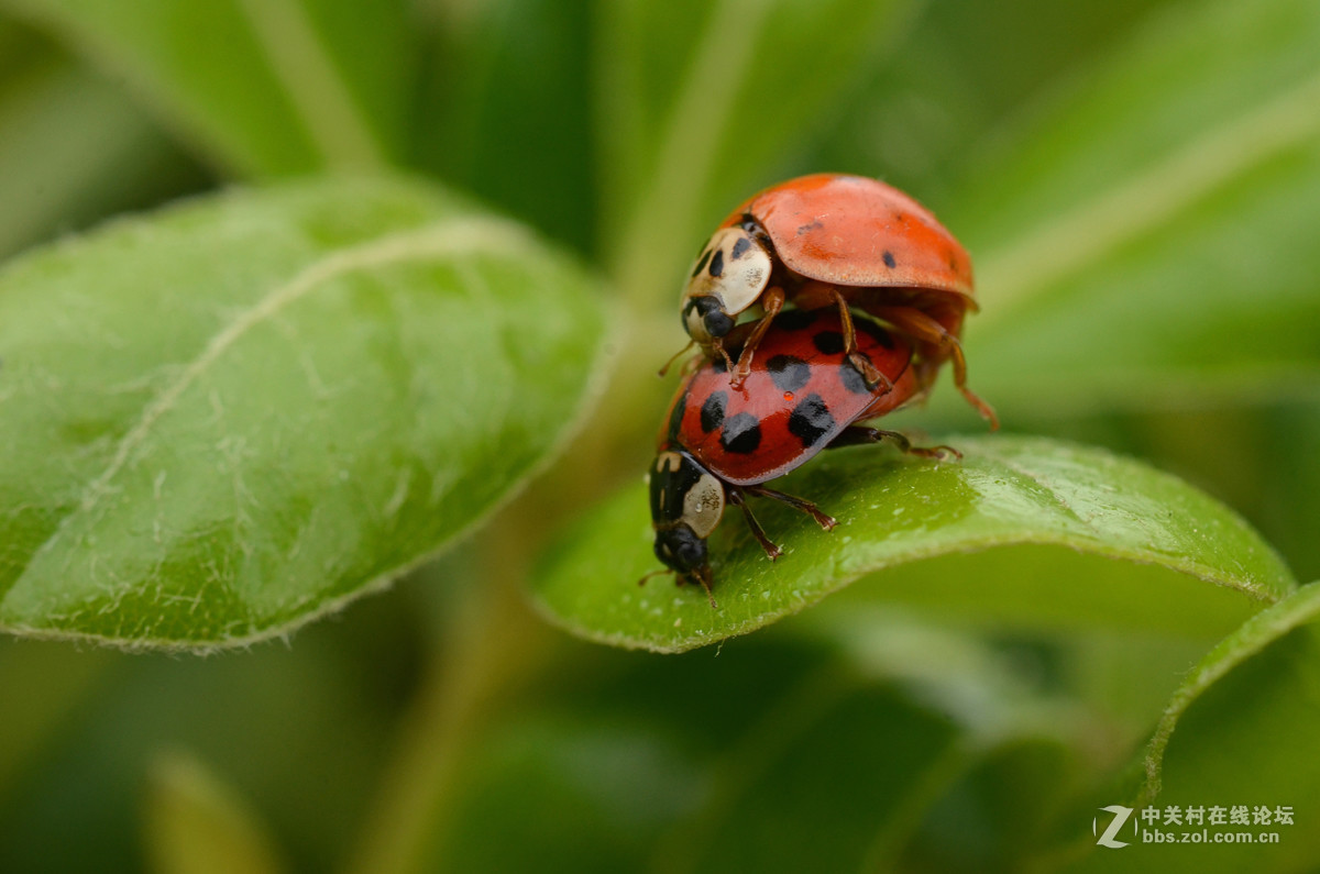 国产老蛙全手动镜头的表现