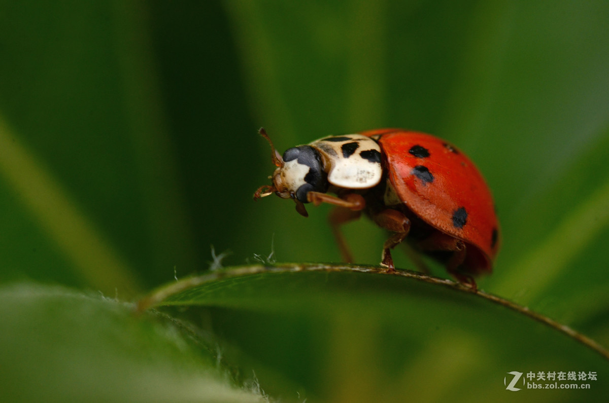 国产老蛙全手动镜头的表现