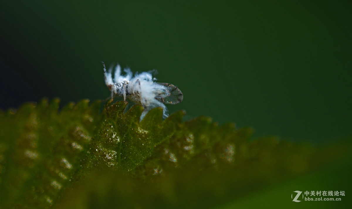 国产老蛙全手动镜头的表现