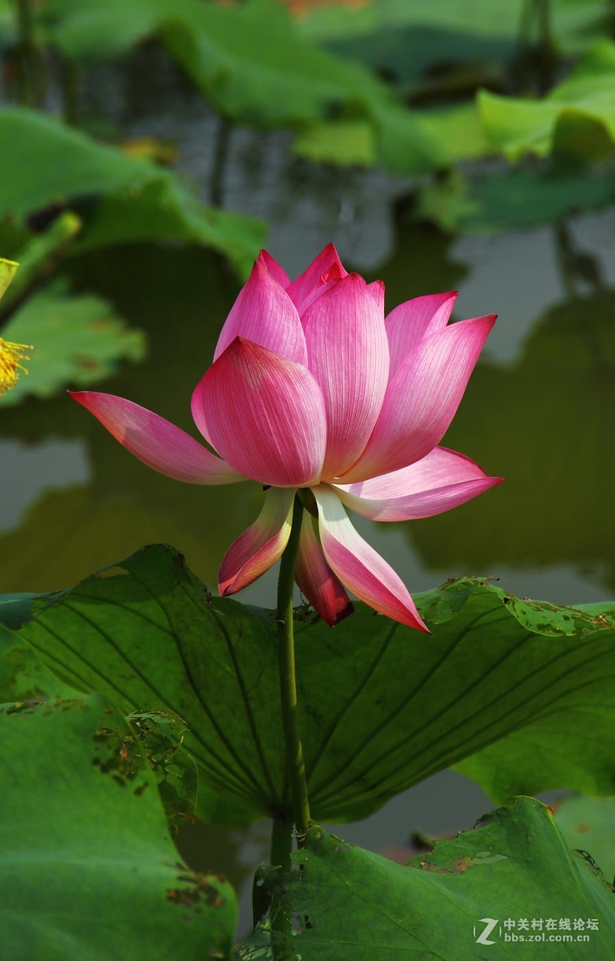 荷花荷花美丽动人