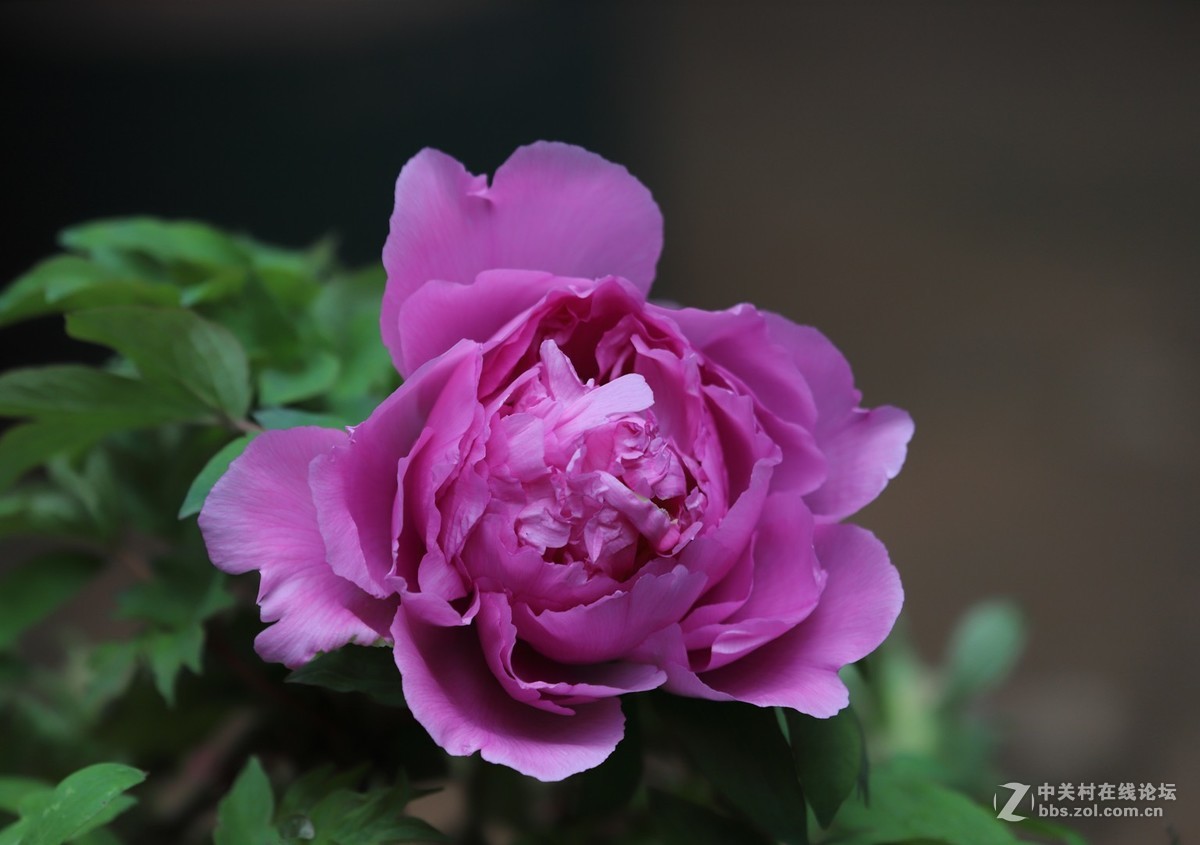 一组鲜花迎新春