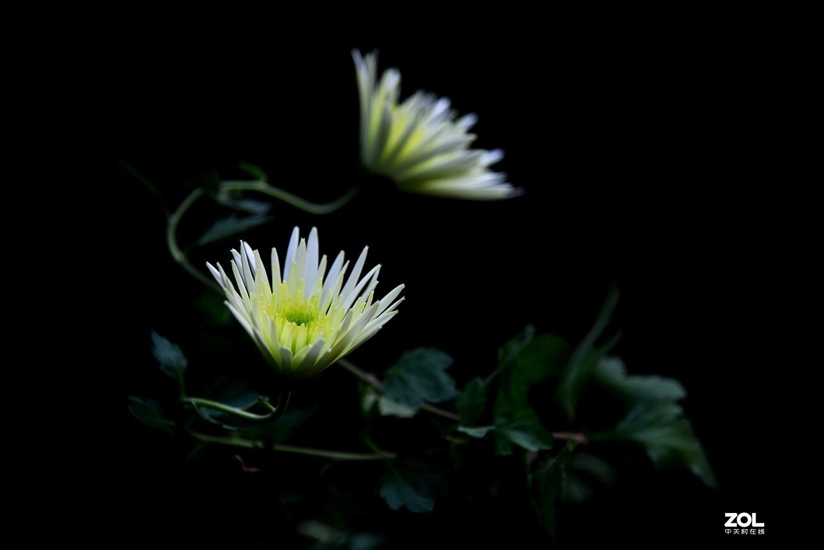 【2019】121---散光拍菊花【续】