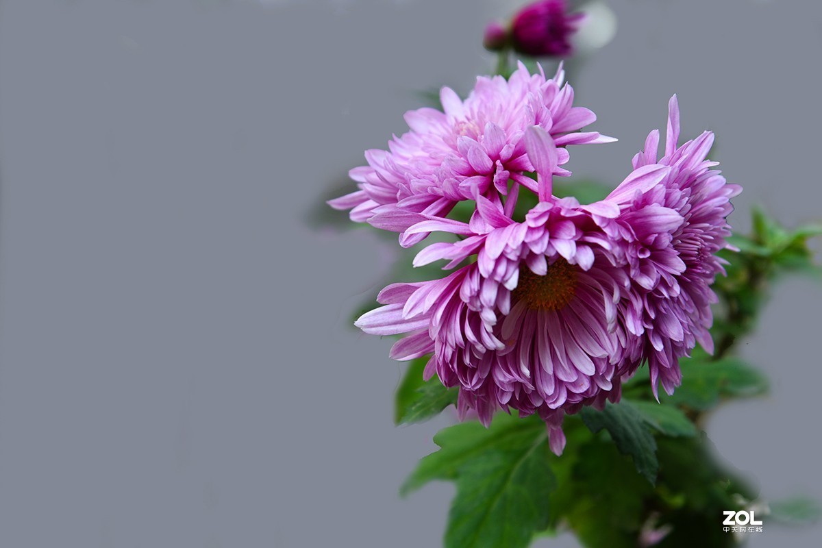 【2019】121---散光拍菊花【续】