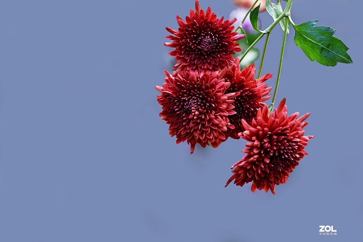 【2019】121---散光拍菊花【续】