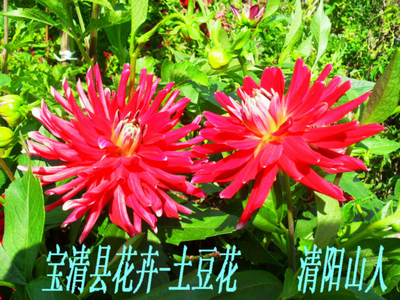 十种阳气重的花(十种阳气重的花图片)