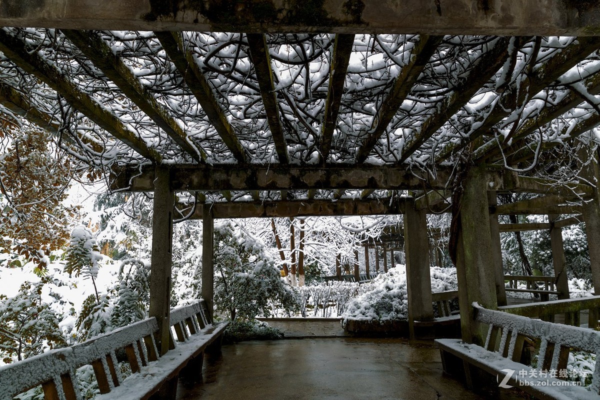 重庆难得雪景四——拜年帖