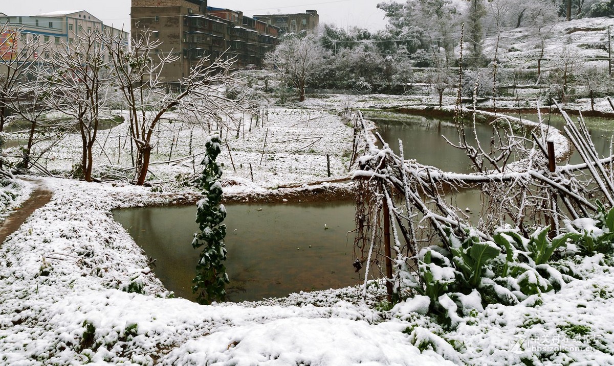 重庆难得雪景四——拜年帖